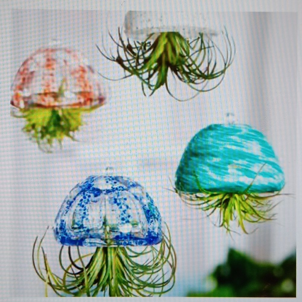 New Spider Air Plant Decor Beautiful Addition To Your Home‎ By Evergreen.…